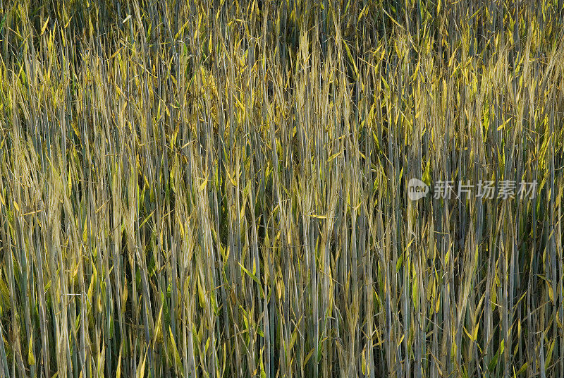 阳光和植物