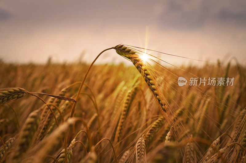 冬大麦作物日落