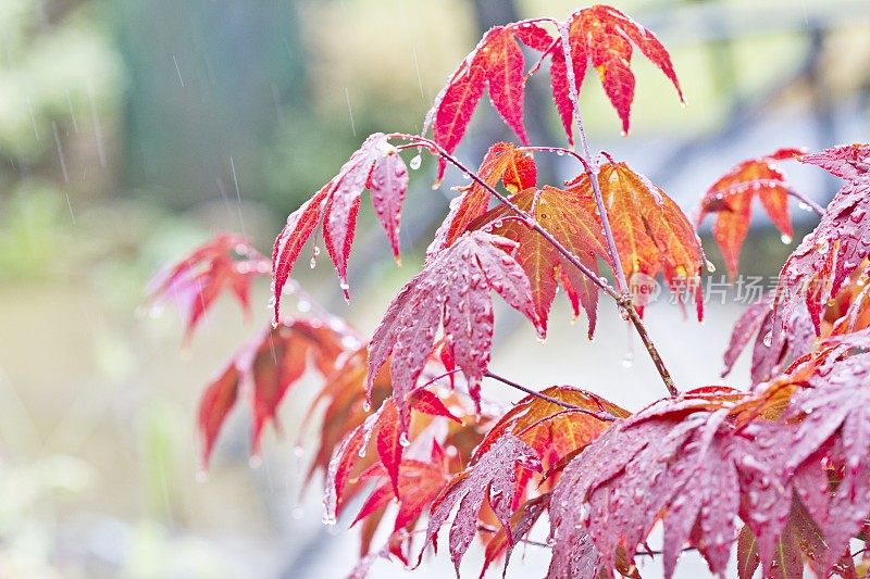 红枫，雨中槭