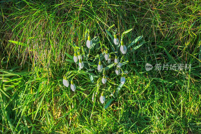 雪花莲