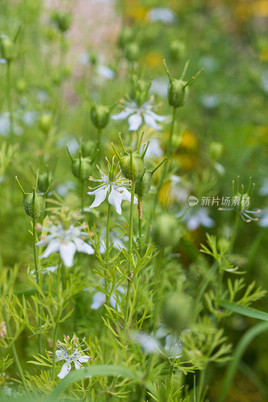 治疗草药-大马士革黑刺草