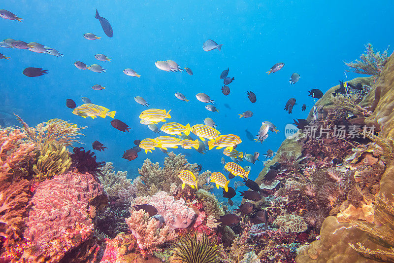 水下小丑鱼谷(amphiprioninae)