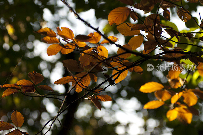 黄叶山毛榉的秋天