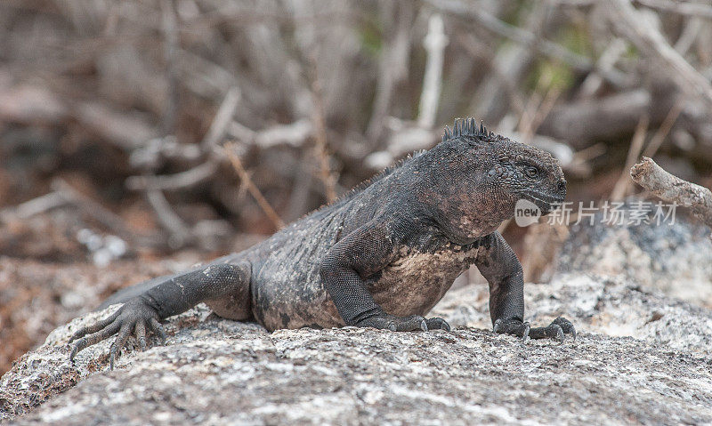 加拉帕戈斯群岛热那亚岛的海鬣蜥
