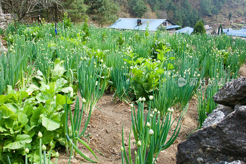 尼泊尔菜园