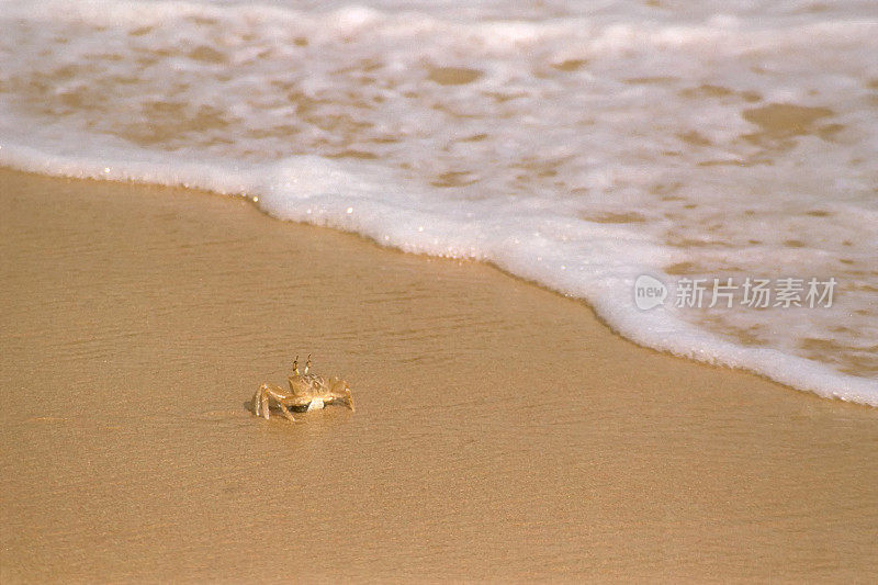 海滩上的螃蟹