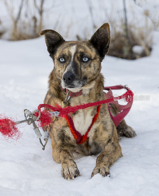 哈士奇雪橇犬