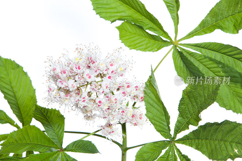 有叶和花的孤立的马栗树枝