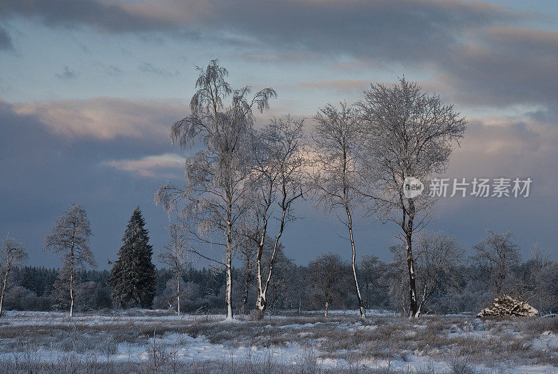 白雪皑皑的荒野景观与树木在自然保护区，高沼泽