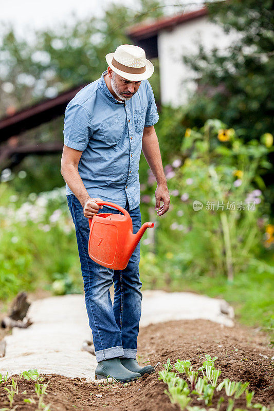 成熟的男人给他的有机蔬菜花园浇水