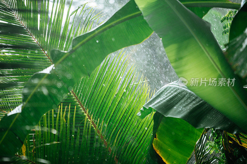 热带雨林中的雨水