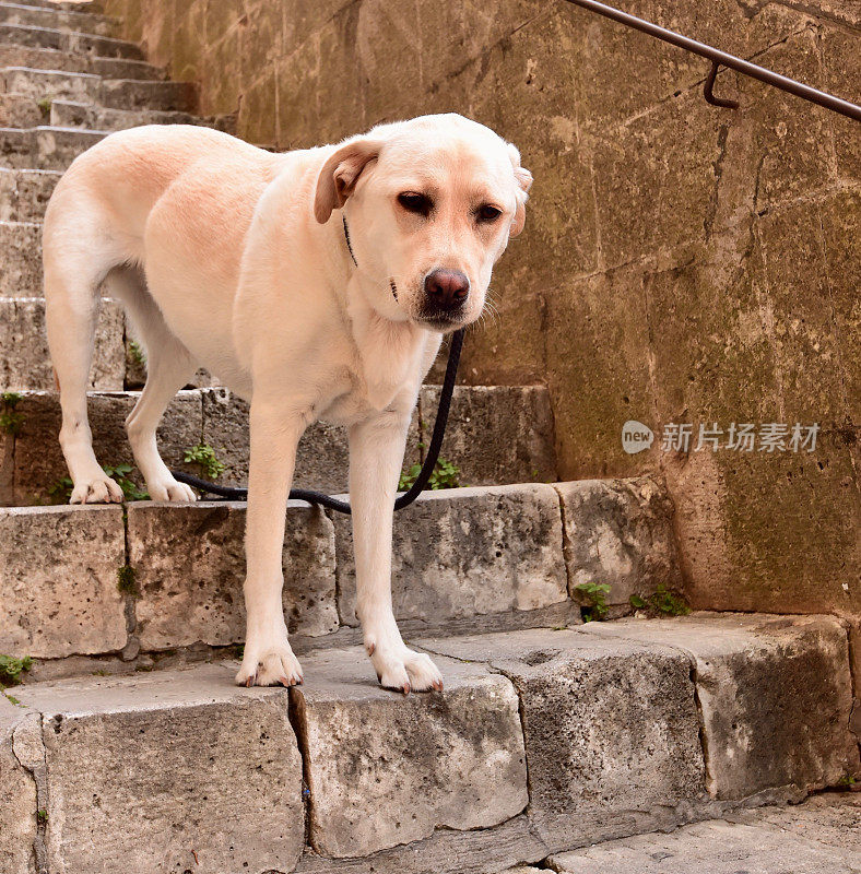 圣吉米尼亚诺的拉布拉多寻回犬