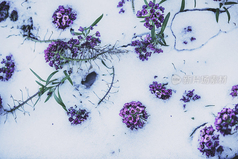 冬季初雪后在室外种植鲜花