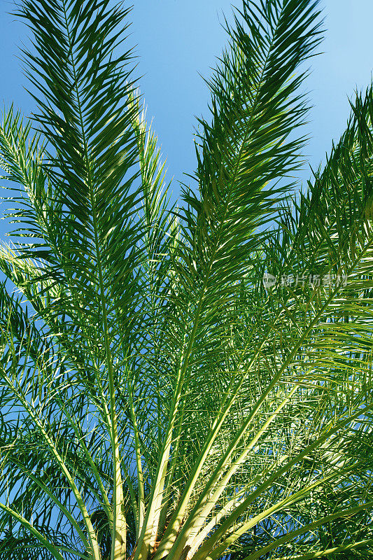 蓝天映衬下的棕榈树