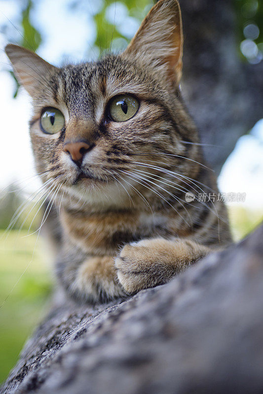 一只虎斑猫在树枝上