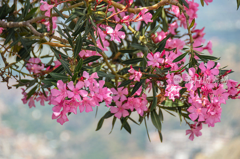 美丽的明信片风景与鲜花在陶尔米纳，西西里