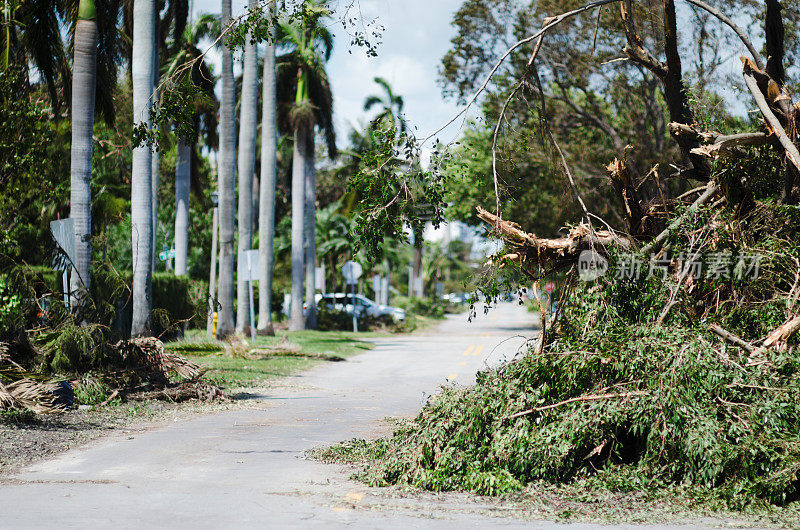 飓风艾玛袭击迈阿密后，南海滩的树木倒下