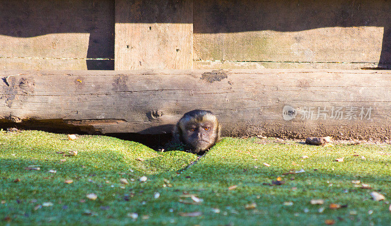 有趣的小僧帽猴把他的头放在一根木头下面