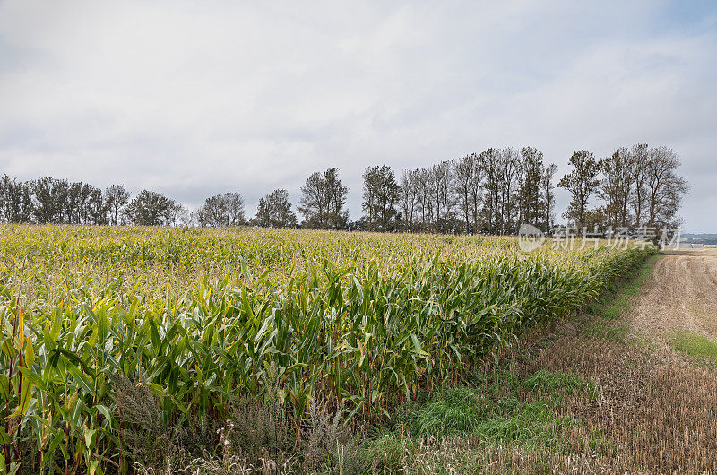 玉米田在秋天