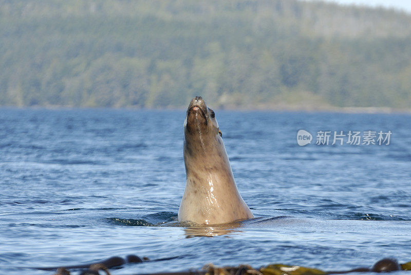 北海狮