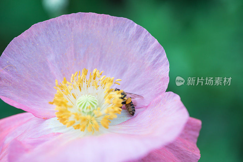 在阳光明媚的日子里，普通的罂粟花在花园里盛开