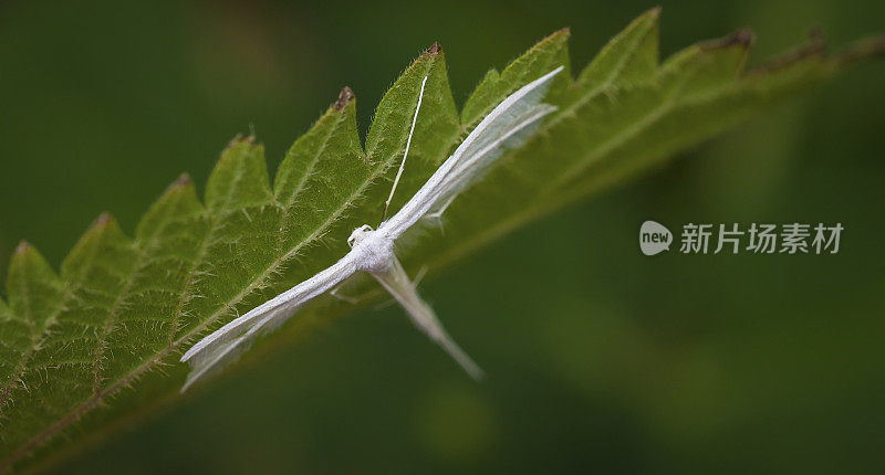 白色普特洛菲