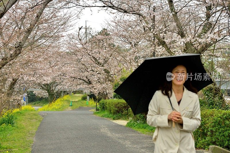 一名日本妇女在山口县岩国的樱花下行走