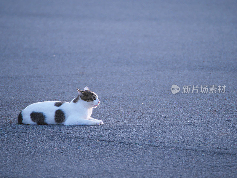 野猫