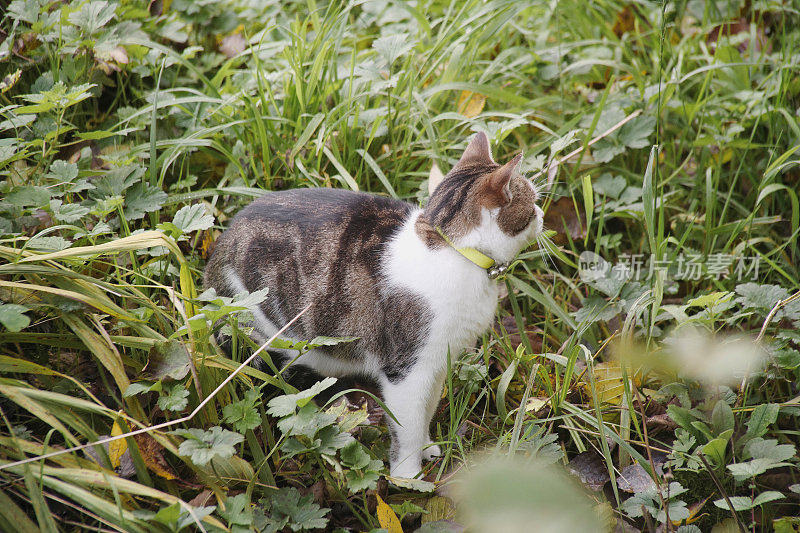 猫花园宠物可爱的户外家虎斑动物毛皮