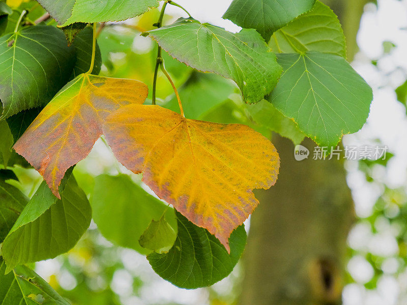 一般的秋天秋天季节十月十一月十二月叶颜色风景美丽自然