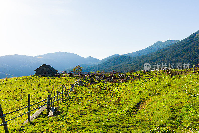 山上的牧场