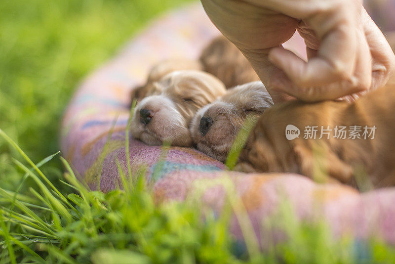 新生的幼犬