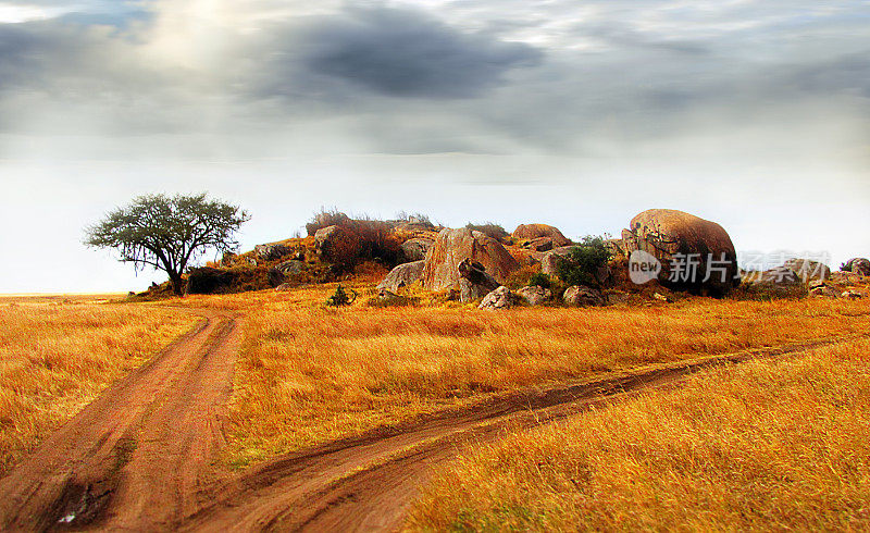 风景塞伦盖蒂坦桑尼亚岩石露头树，草，泥土，道路，云彩，太阳