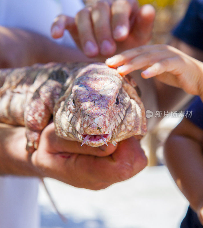 阿根廷泰古-手握巨型蜥蜴