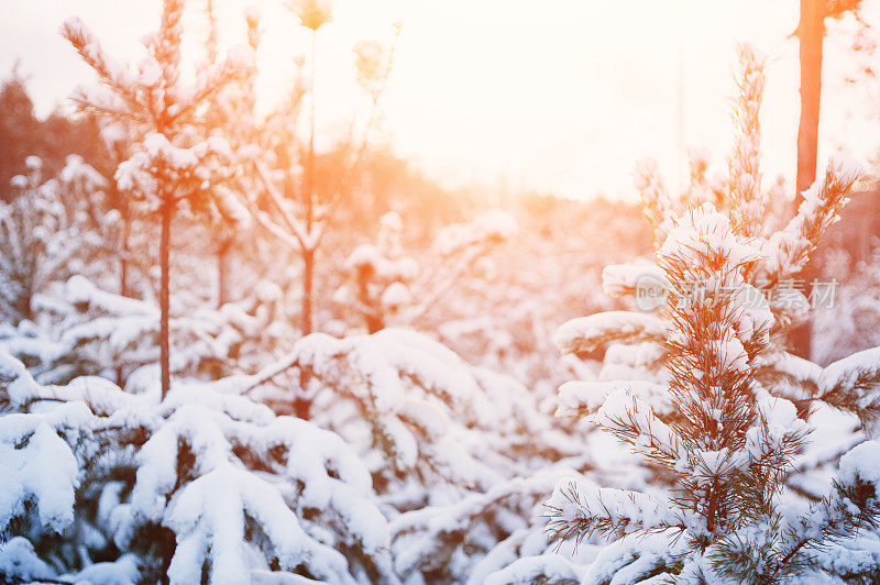 奇妙的冬日森林覆盖着皑皑白雪