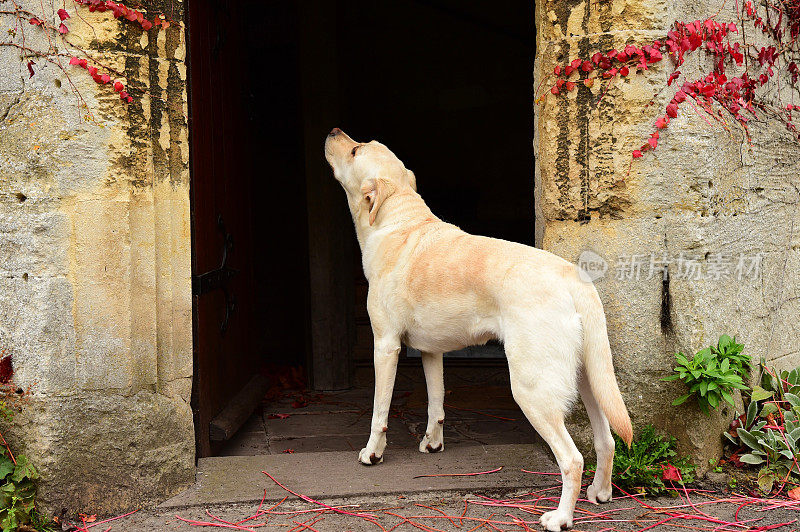 英国的拉布拉多寻回犬