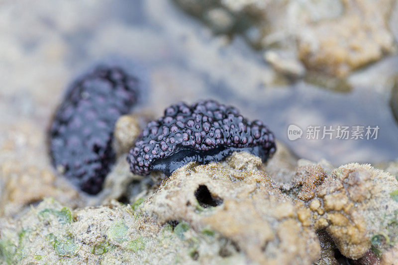 海蛞蝓是一种软体动物，是一种海洋腹足类软体动物。