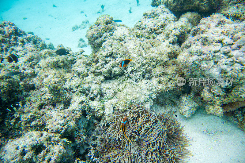 海底世界的海葵