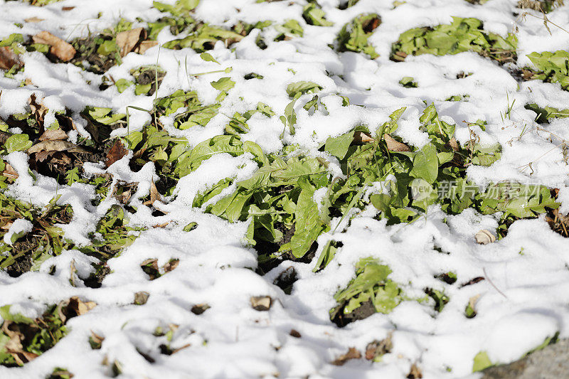 绿叶下的草雪