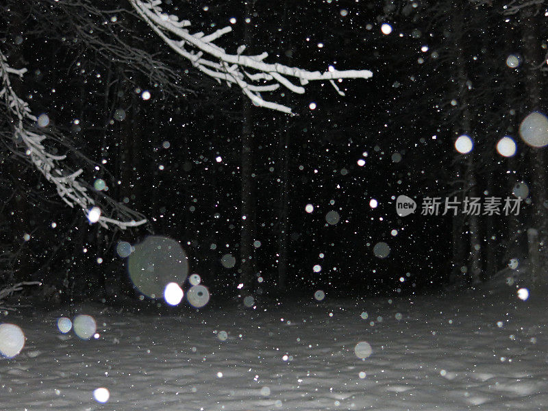 Bokeh雪花，新落的雪在树枝上的夜晚