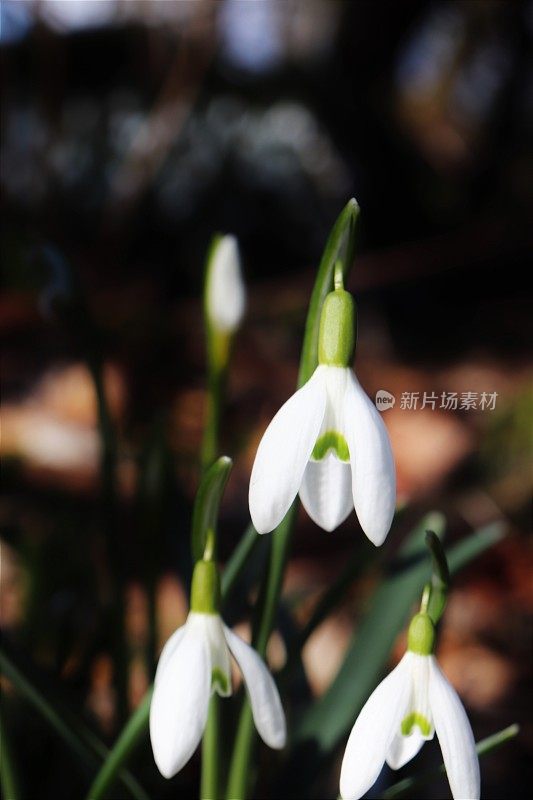 雪花莲在树林里