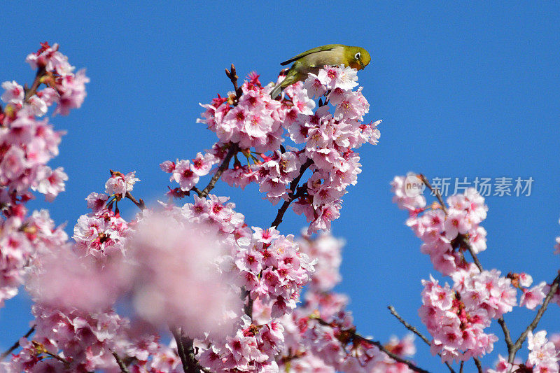 樱花和日本白眼