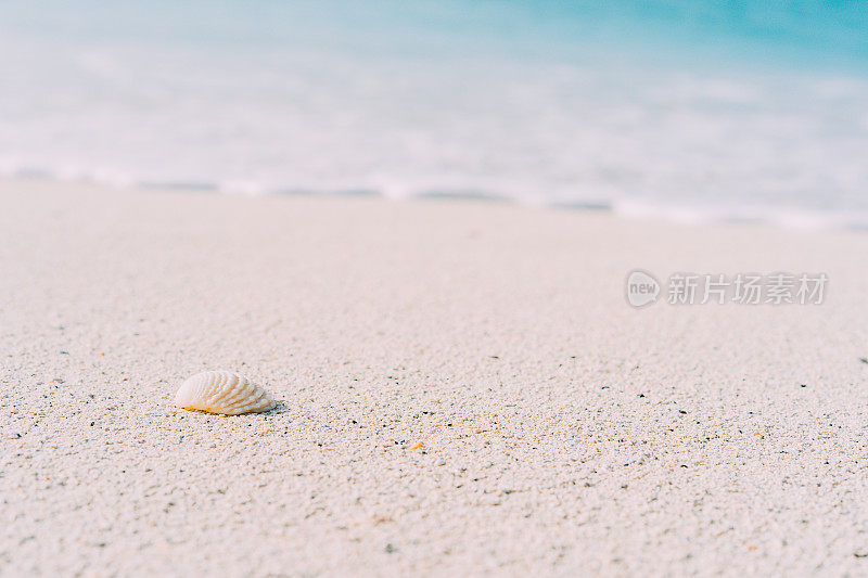 沙滩上的贝壳，以浪花的白色泡沫为背景。热带海滩，碧水蓝天