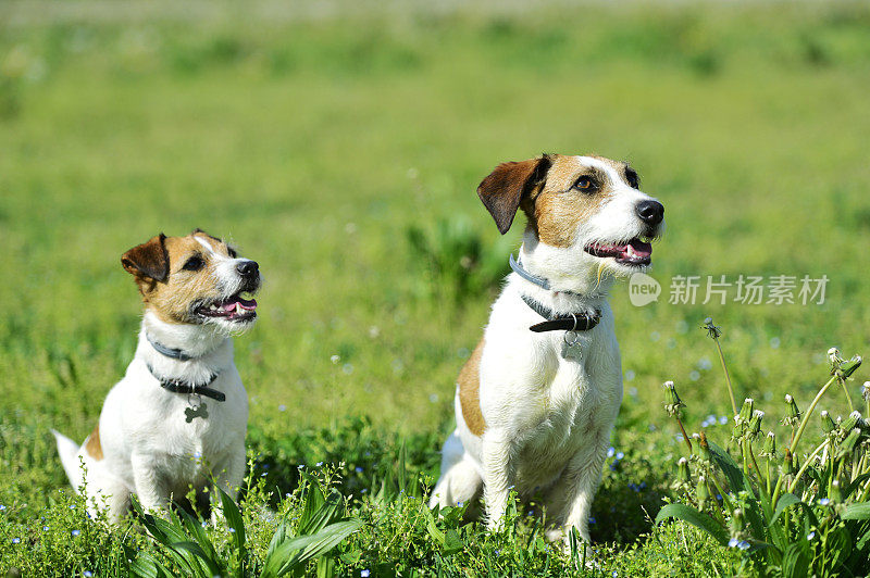 两只杰克罗素梗犬在公园里玩耍