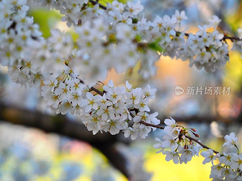 开花梨花朵