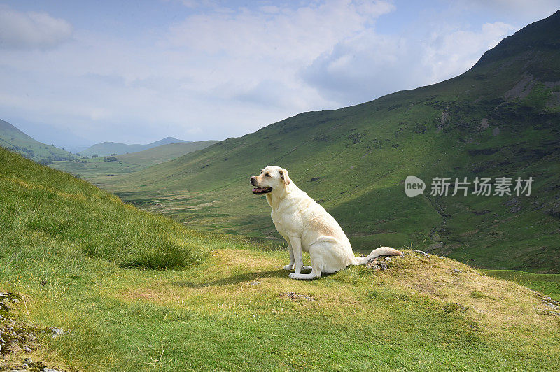 在湖区山区的拉布拉多寻回犬