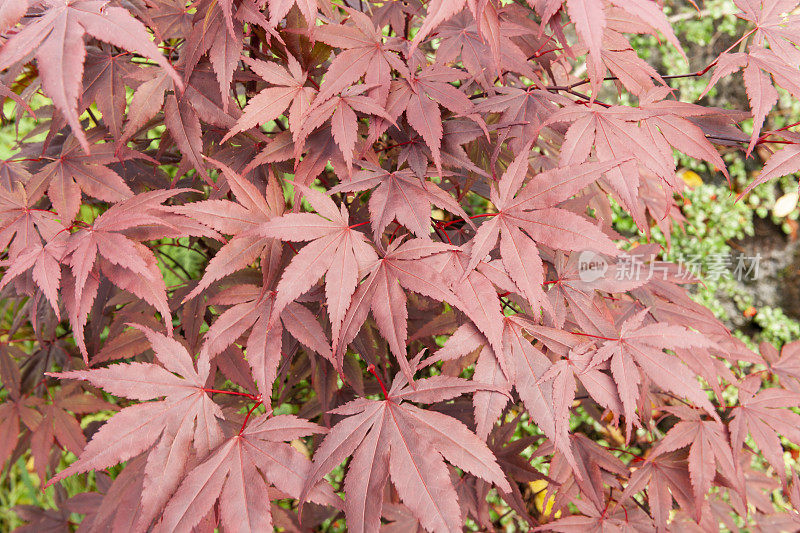 秋天掌叶槭或日本枫树叶