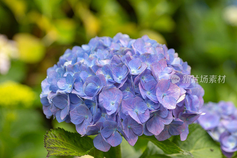 蓝色绣球花花