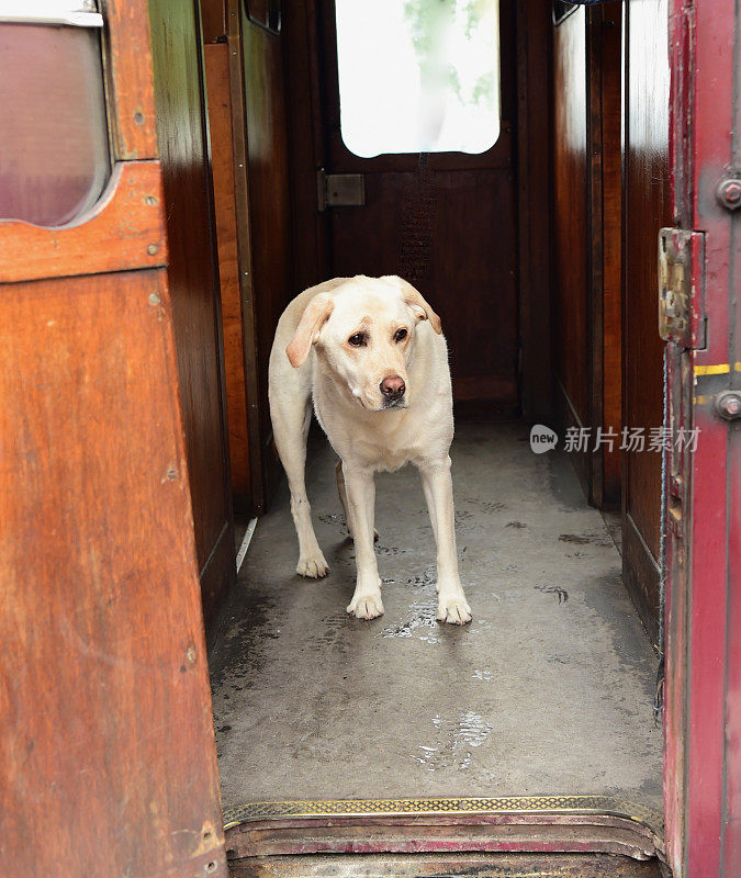 英国火车站的拉布拉多寻回犬