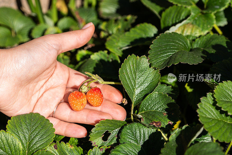 女性手捧草莓